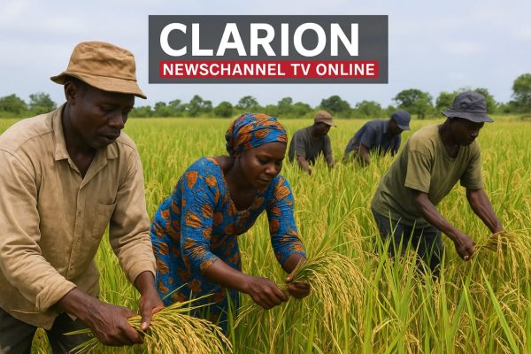 Senate Pushes for National Rice Council to Boost Local Production and End $2bn Import Burden